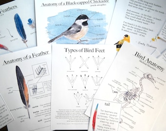 Bird Bundle - Anatomy, Feather, Feet, Skeleton Charlotte Mason Homeschool Nature Study