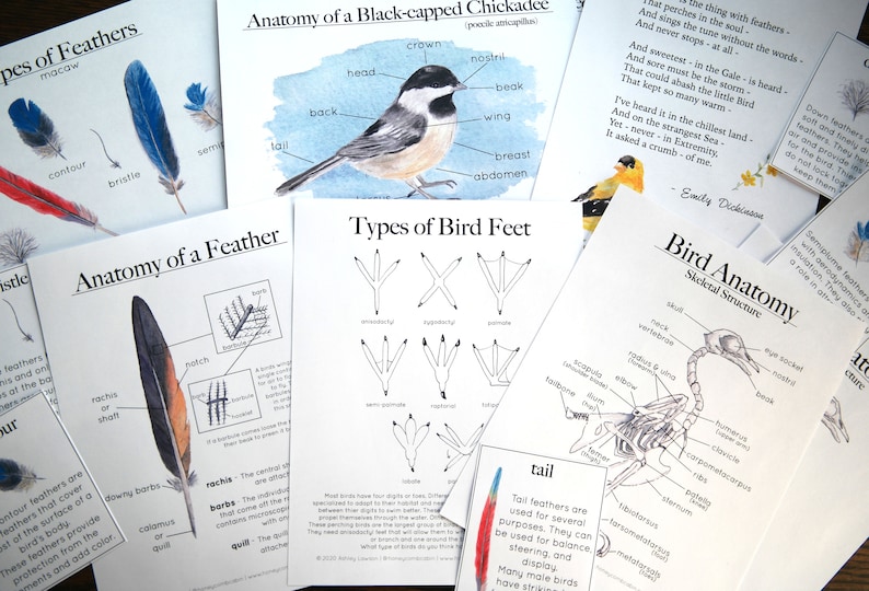 Bird Bundle Anatomy, Feather, Feet, Skeleton Charlotte Mason Homeschool Nature Study image 1