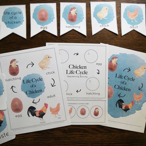 Chicken life cycle set
