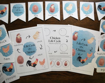 Chicken life cycle set