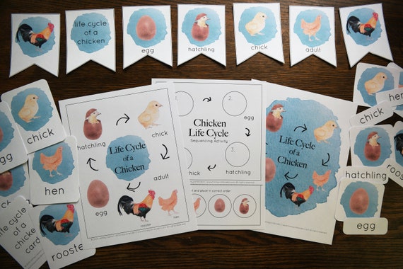 Chicken life cycle set