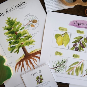 May include: A printable educational chart illustrating the anatomy of a conifer tree with labeled parts like crown, cones, pollen, seed, branch, trunk, and roots. A second chart shows different types of evergreen trees, including pine, cedar, fir, gum, olive, and citrus.