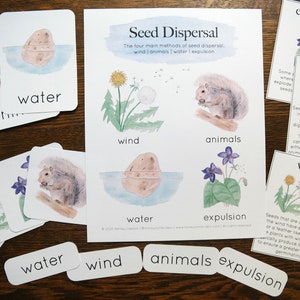 Seed Dispersal Methods Set with assessment | Nature study, Charlotte Mason, Homeschool, Printable