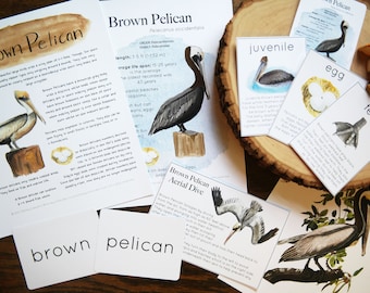 Brown Pelican Educational Printable Set | Charlotte Mason Nature Journal Bird Study