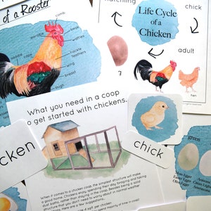 Chicken Study Bundle | Nature study Charlotte Mason Homeschool Printable