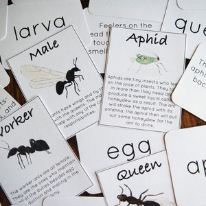 Tarjetas de vocabulario de hormigas