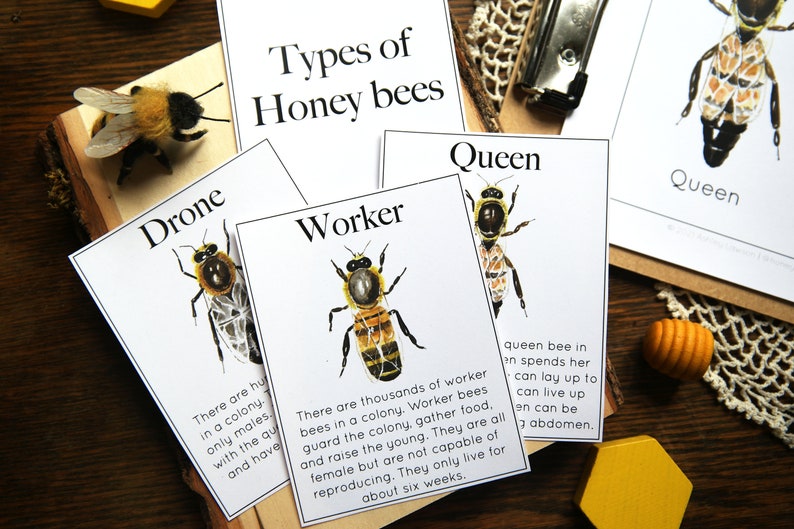Honey Bee Bundle | Nature Study Charlotte Mason Homeschool Printable - Etsy
