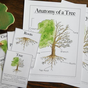 Tree studies bundle Nature study, Charlotte Mason, Homeschool, Printable image 5