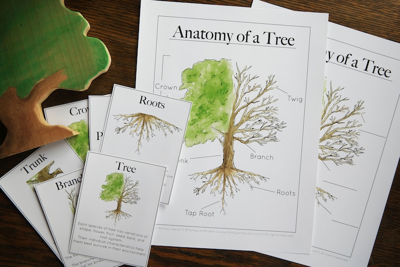 Tree studies bundle Nature study, Charlotte Mason, Homeschool, Printable image 5