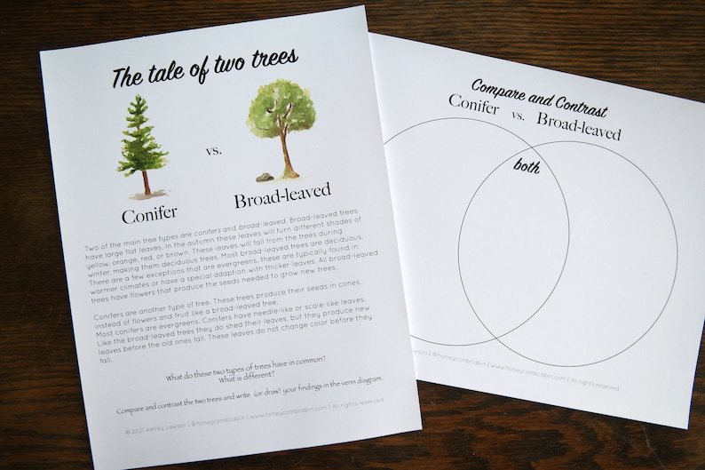 May include: A printable worksheet for comparing and contrasting conifer and broad-leaved trees. The worksheet includes a Venn diagram with the words "Conifer", "Broad-leaved", and "Both" and a description of the two types of trees.