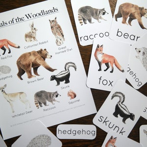 Waldtiere Mini-Poster und 3-teilige Karten | Charlotte Mason Naturstudie Waldtiere