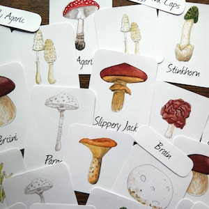 Tarjetas de 3 partes de hongos - 12 tipos
