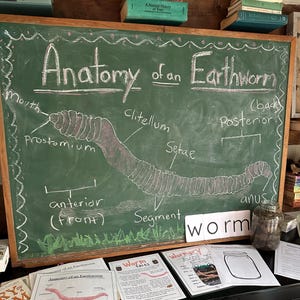 May include: A green chalkboard with a diagram of an earthworm labeled with anatomical terms like "mouth", "prostomium", "clitellum", "setae", "posterior", "anus", "segment", and "anterior (front)". There are also several printed worksheets about earthworms.