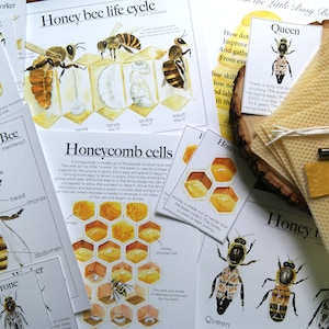 Honey Bee Candle Kit | Nature study, Charlotte Mason, Homeschool, Handcraft