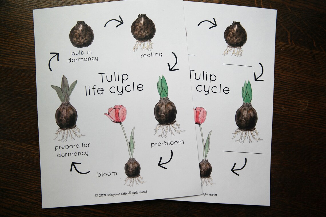Tulip Life Cycle and 3part Cards Charlotte Mason Nature Etsy UK