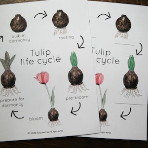Cykl życia tulipana i karty 3-częściowe | Charlotte Mason Nature Study Homeschool Printable
