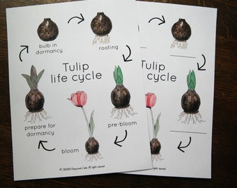 Tulip Life Cycle and 3-part cards | Charlotte Mason Nature Study Homeschool Printable