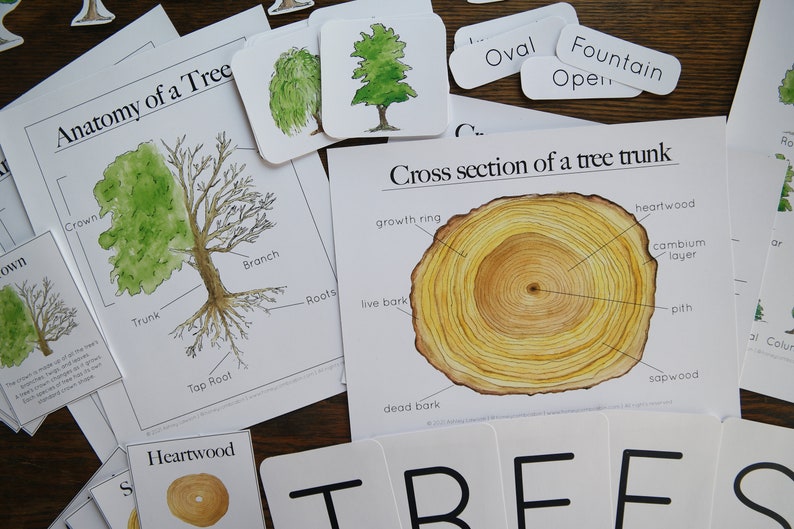 Tree studies bundle Nature study, Charlotte Mason, Homeschool, Printable image 2