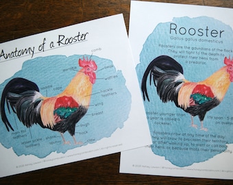 Anatomy of a Rooster and Rooster facts mini-poster