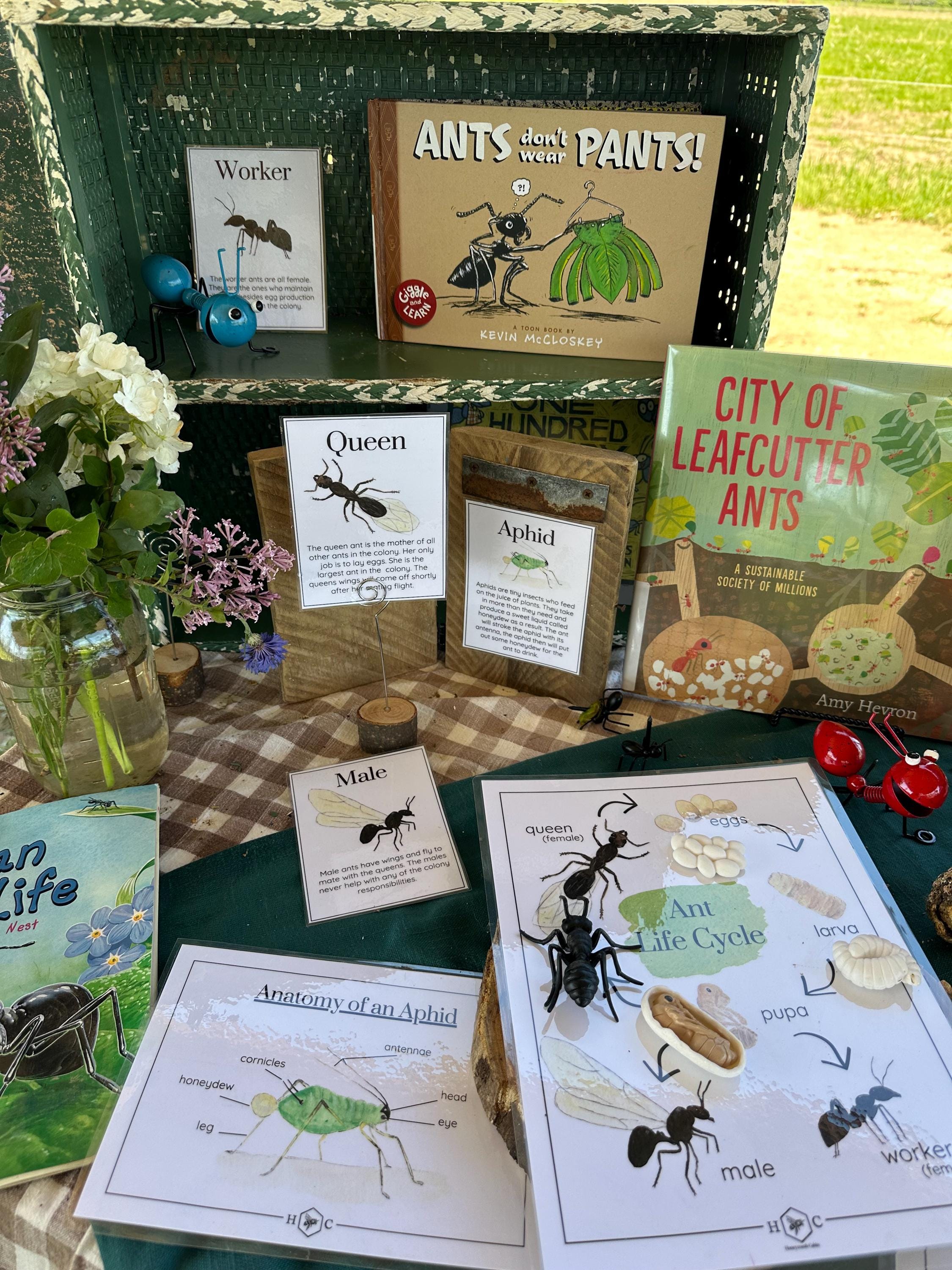 Ant Bundle | Charlotte Mason Nature Study Homeschool Printable - Etsy