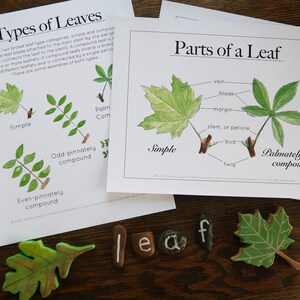Części anatomii liścia i rodzaje liści | Charlotte Mason Homeschool Nature Studies Educational Printable