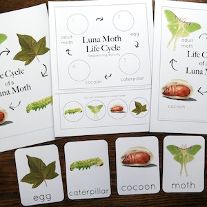 Luna Moth Mini Set Charlotte Mason Homeschool Moth Life Cycle ...