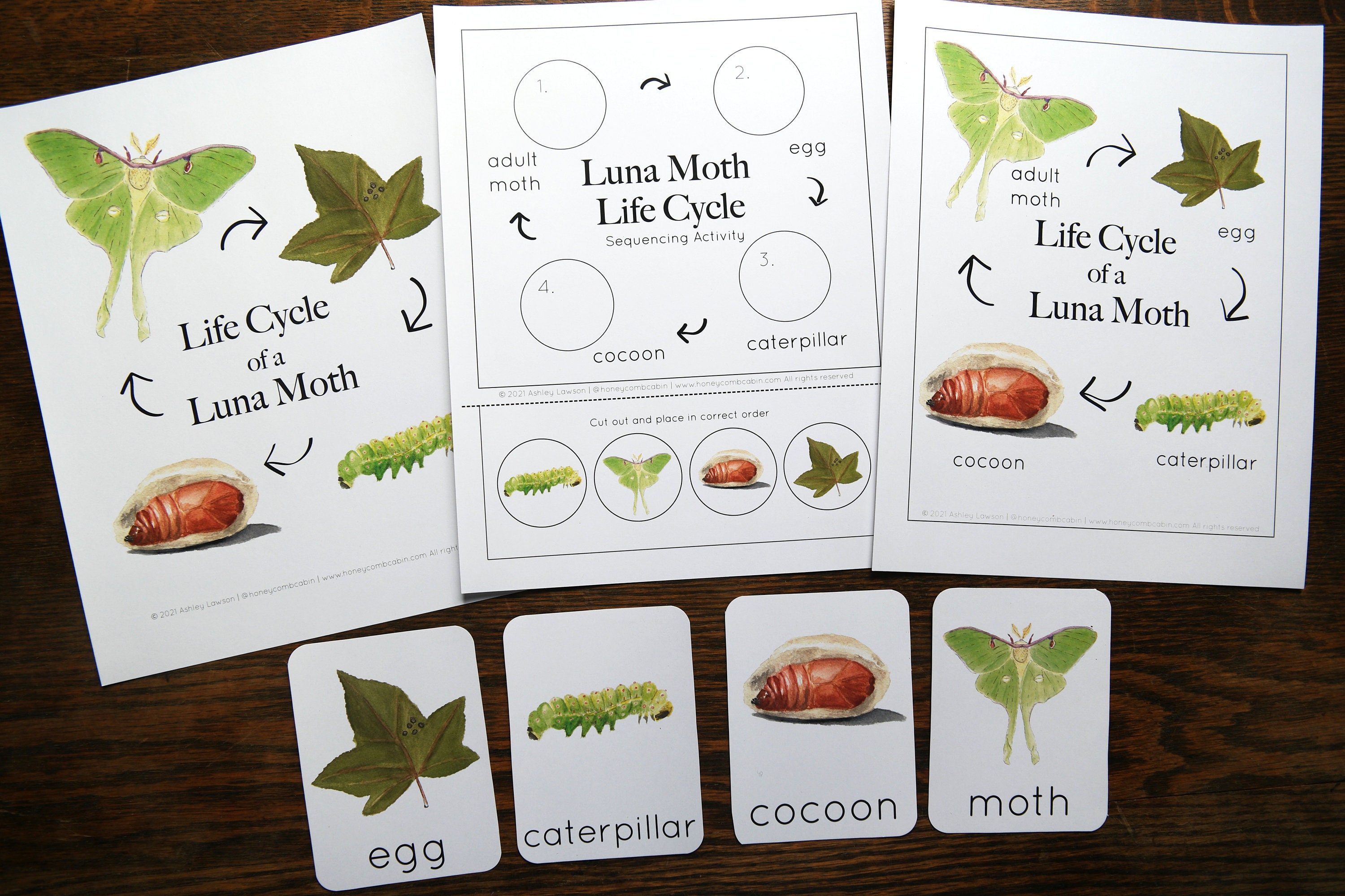 Luna Moth Mini Set Charlotte Mason Homeschool Moth Life - Etsy