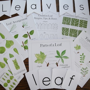 Leaf Bundle CÓPIA IMPRESSA - Charlotte Mason deixa o estudo da natureza da escola em casa