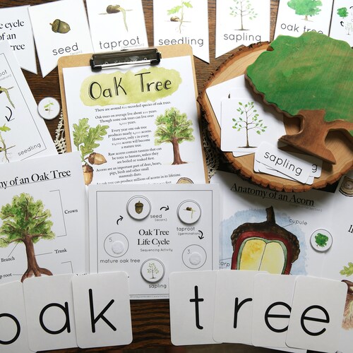 oak tree cycle