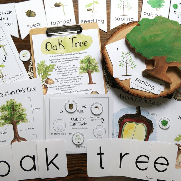 Oak Tree life cycle bundle | Nature study, Charlotte Mason, Homeschool, Printable