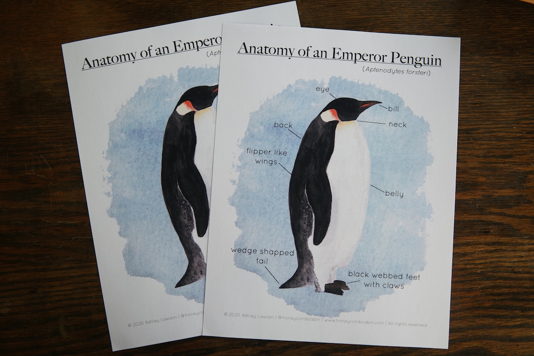 Emperor Penguin Anatomy Polar Educational Printable Charlotte Mason