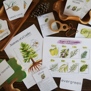 May include: A set of educational flashcards for learning about evergreen trees. The cards feature illustrations of different types of evergreens, including pine, cedar, fir, and holly. The cards also include the words "evergreen", "sapling", "mature tree", and "seed cone".