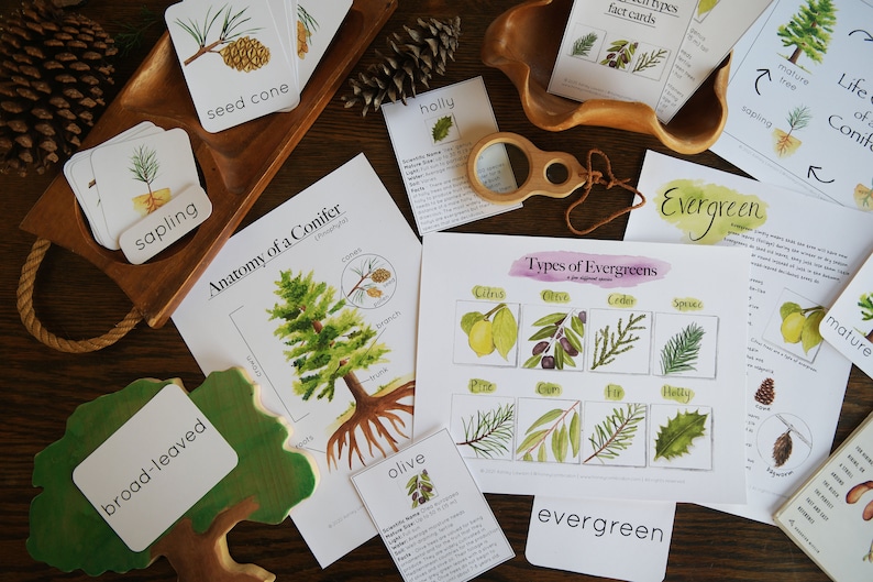 May include: A set of educational flashcards for learning about evergreen trees. The cards feature illustrations of different types of evergreens, including pine, cedar, fir, and holly. The cards also include the words "evergreen", "sapling", "mature tree", and "seed cone".