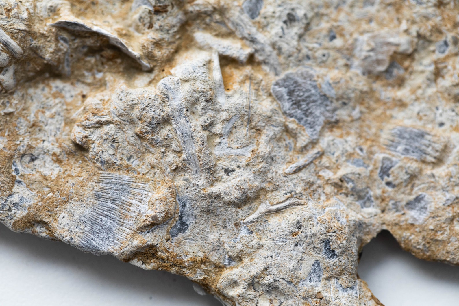 Ordovician Fossil Cincinnati Ohio 7559 Etsy