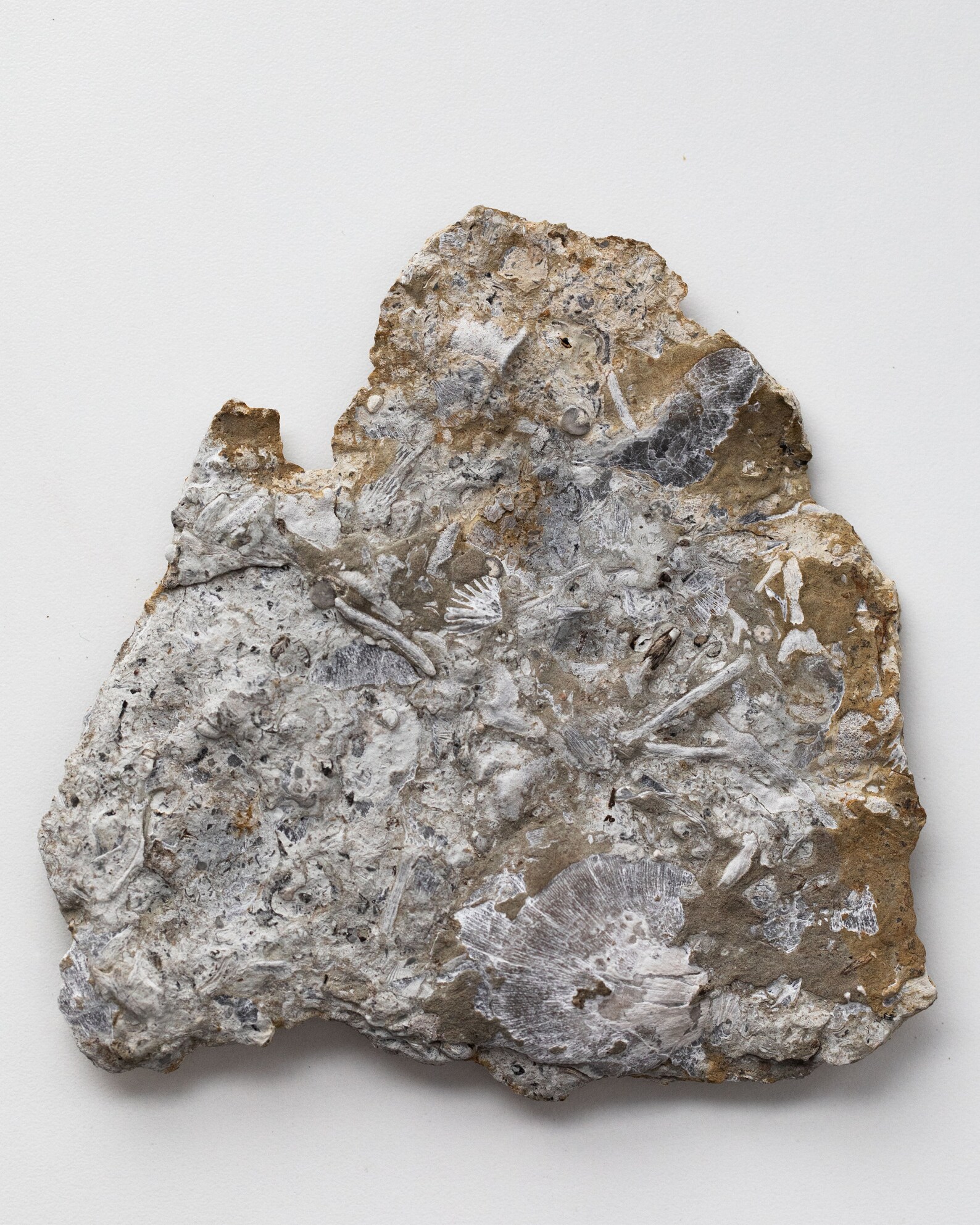 Ordovician Fossil Cincinnati Ohio 7559 Etsy