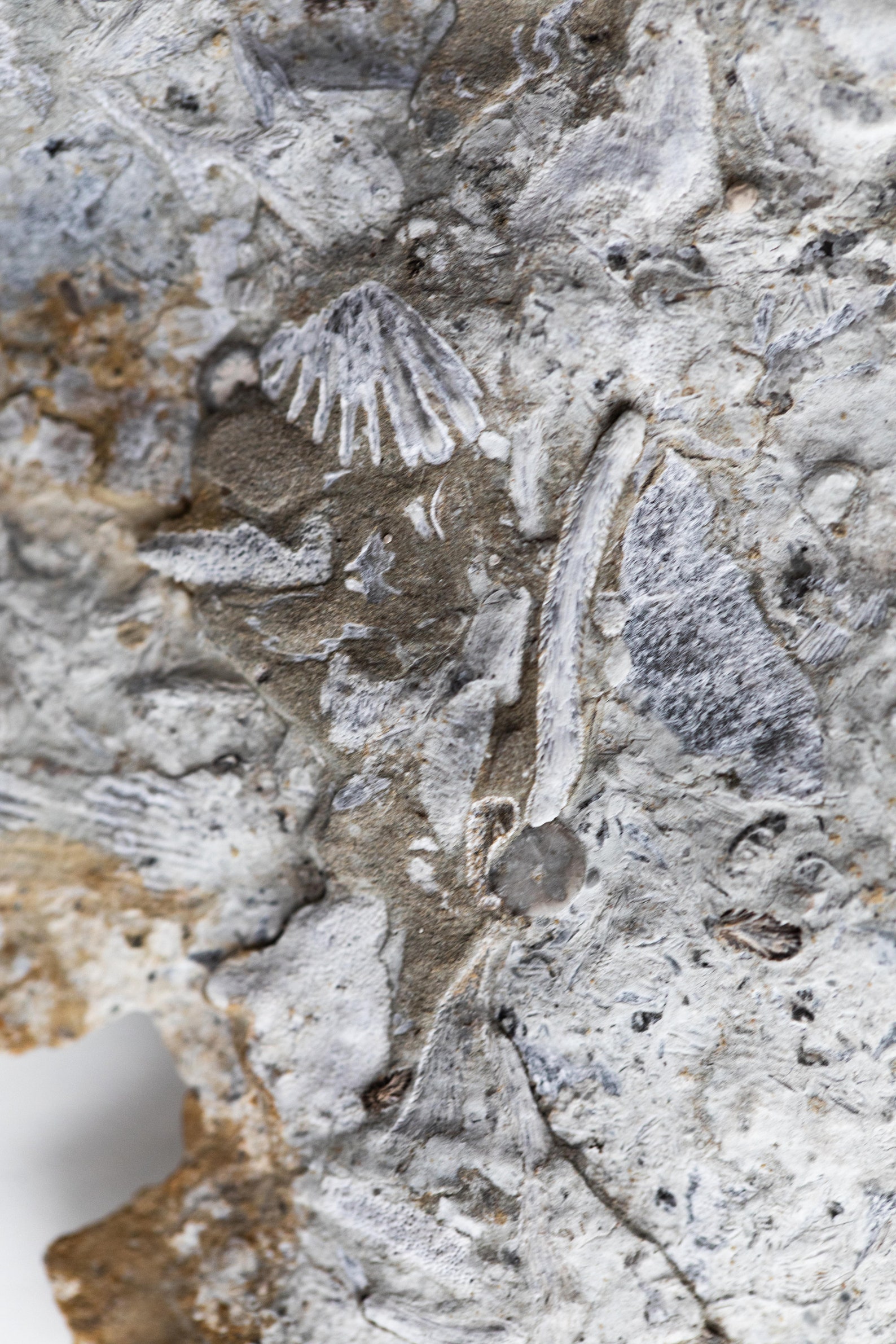 Ordovician Fossil Cincinnati Ohio 7559 Etsy