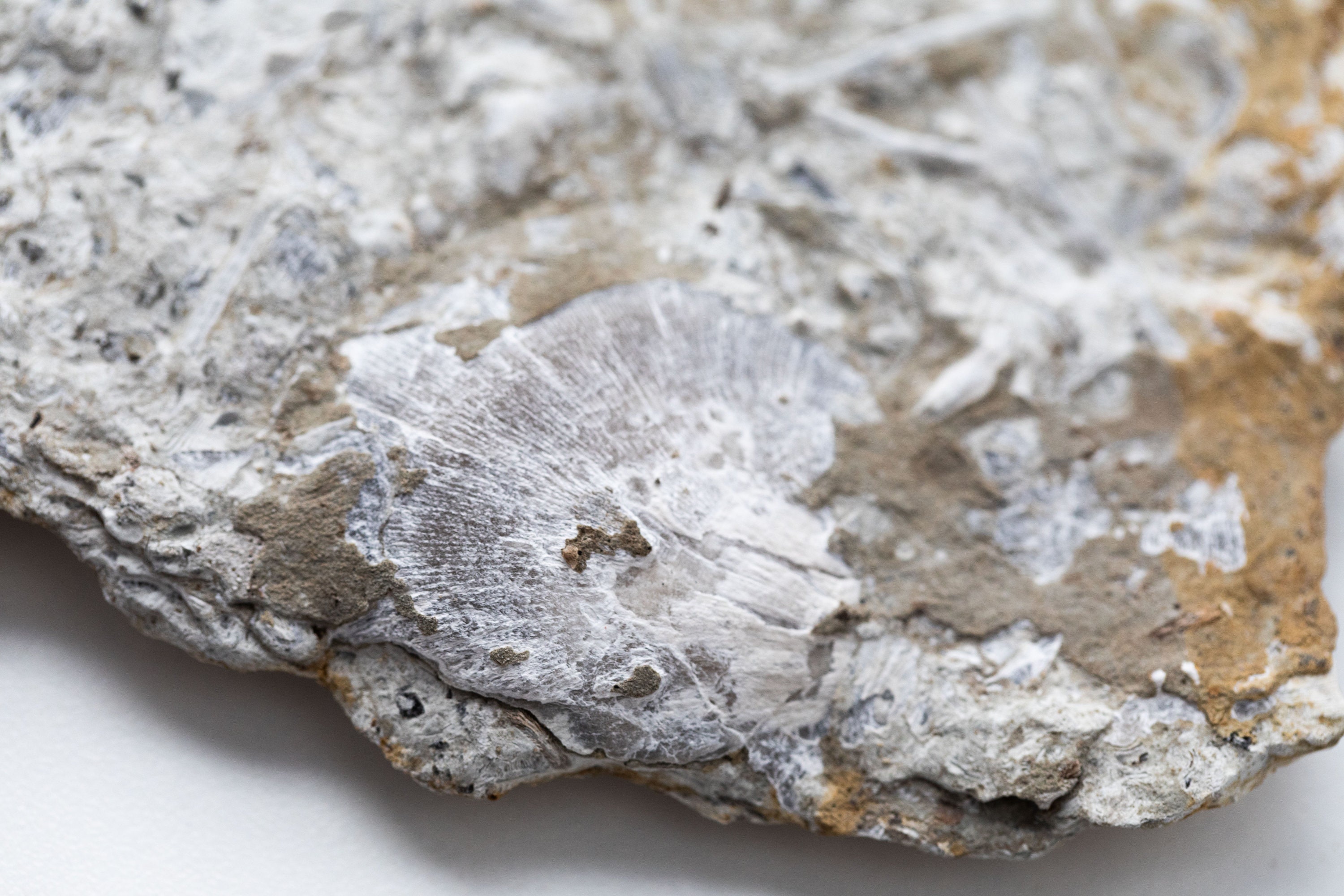 Ordovician Fossil Cincinnati Ohio 7559 Etsy