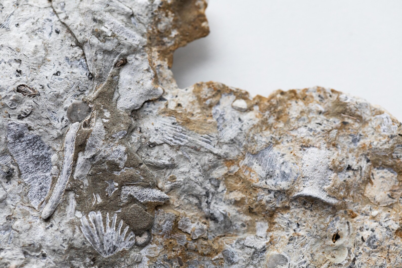 Ordovician Fossil Cincinnati Ohio 7559 Etsy