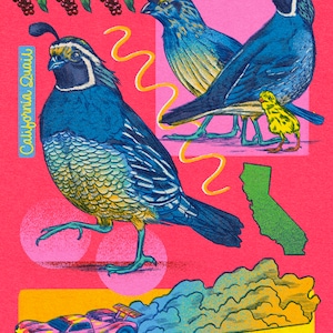 California Quail Print