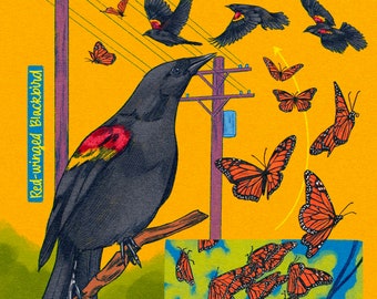 Red-winged Blackbird Print