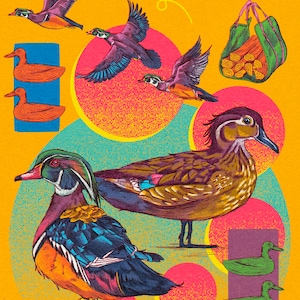 Wood Duck Print