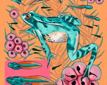 Frog Life Cycle Print