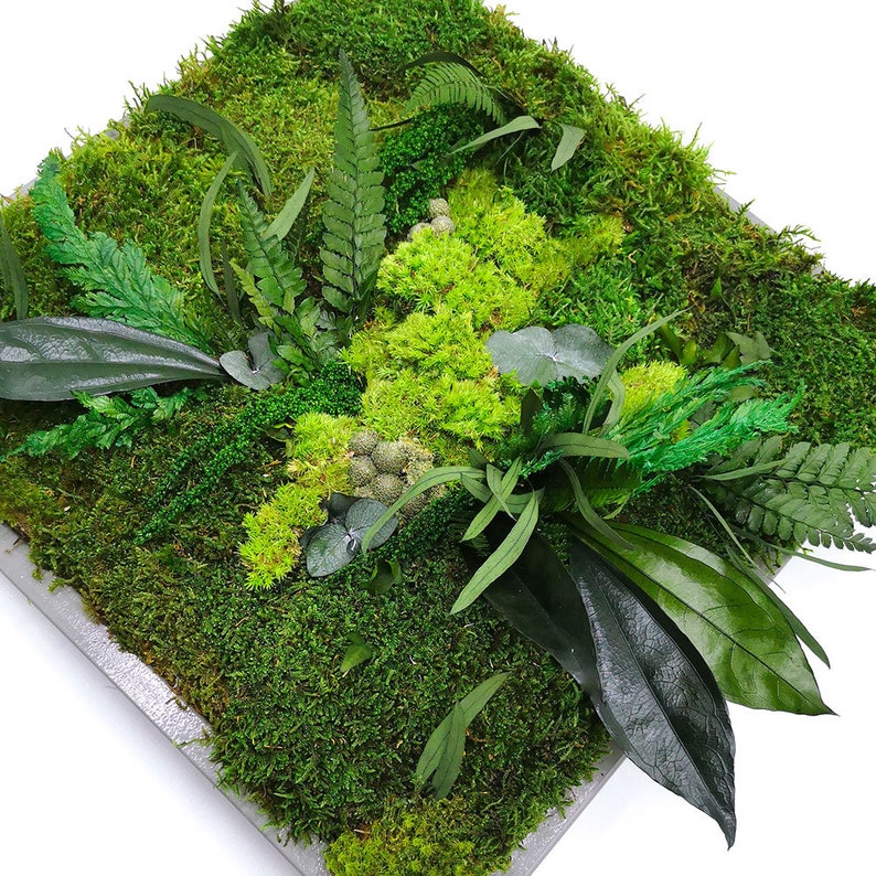 Moss Wall Art 16x16.Moss Art Work.Preserved Moss.Eco Etsy