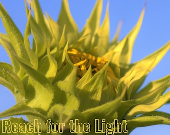 Keep Looking Up Downy Woodpecker Instant Digital Download Phone Wallpaper By Reay Of Light Photography Precious Downy Woodpecker Download Plugs Charms Cell Phone Accessories Deshpandefoundationindia Org