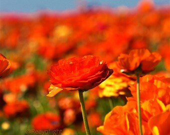Keep Looking Up Downy Woodpecker Instant Digital Download Phone Wallpaper By Reay Of Light Photography Precious Downy Woodpecker Download Plugs Charms Cell Phone Accessories Deshpandefoundationindia Org