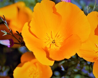 Keep Looking Up Downy Woodpecker Instant Digital Download Phone Wallpaper By Reay Of Light Photography Precious Downy Woodpecker Download Plugs Charms Cell Phone Accessories Deshpandefoundationindia Org