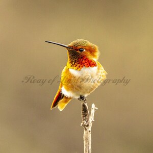 Hummingbird Fine Art Photograph-Hummingbird Photography Instant Download-Hummingbird Digital Print- Hummingbird Printable Digital Download