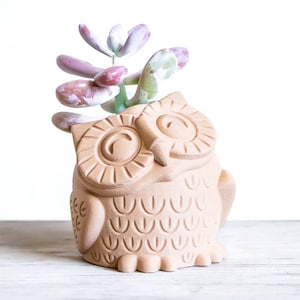 May include: A terracotta owl planter with a succulent plant growing out of the top. The owl has large, round eyes and a detailed design.