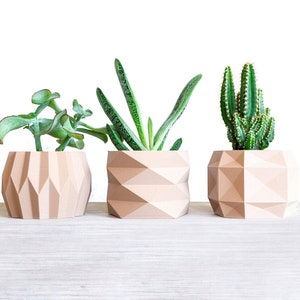 Puede incluir: Tres macetas geométricas de color marrón claro, cada una con un tipo diferente de planta suculenta. Las plantas son verdes y tienen diferentes formas y texturas.