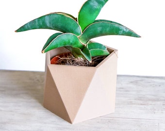 Nero Rame MINGZE Geometrico terrario Vintage Moderno in Vetro Trasparente con Piede Piccolo Jewel-Boxed pentagonale in Vetro Display Piante succulente fioriera Moss Fern con Coperchio Basculante Nero Rame MINGZE Geometrico terrario Vintage Moderno in Vetro Trasparente con Piede Piccolo Jewel-Boxed pentagonale in Vetro Display Piante succulente fioriera Moss Fern con Coperchio Basculante